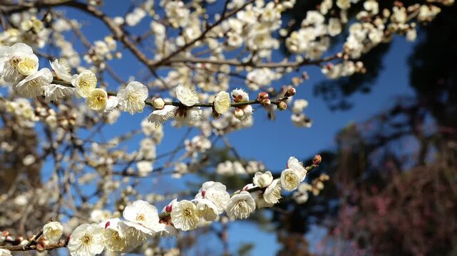 京都, 北野天満宮, 梅花、神社、北野の天神さん、梅花祭