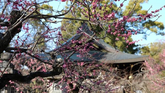 京都, 北野天満宮, 梅花、神社、北野の天神さん、梅花祭