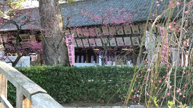 京都, 北野天満宮, 梅花、神社、北野の天神さん、梅花祭