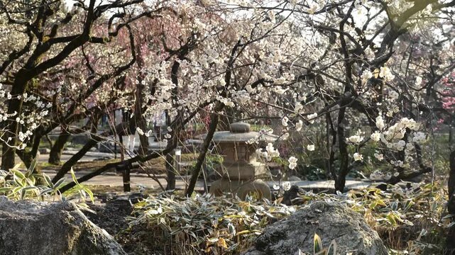 京都, 北野天満宮, 梅花、神社、北野の天神さん、梅花祭