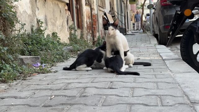 A mother cat is breastfeeding her newborn kittens on the street
