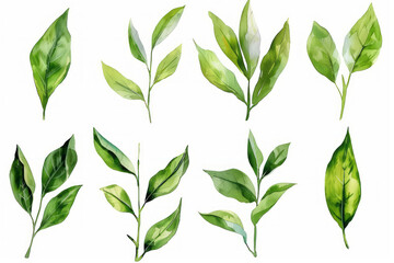 Watercolor tea leaves clip art set, illustration on white background, watercolour, pastel colour, 2d style, flat design, simple design, simple details, minimalist detail.