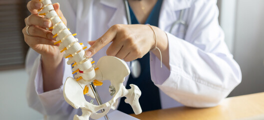 close up physical therapist chiropractor hand pointing on human skeleton at middle back to advise...