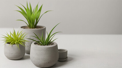 a small plants in a pots