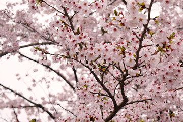 Obraz premium Sakura, Arashiyama, Kyoto, Japan