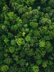 Naklejka premium A lush green forest with many trees and a few bushes. The forest is full of life and is a beautiful sight to behold