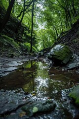 Fototapeta premium A forest with a stream running through it. The water is murky and the trees are lush