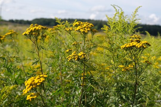 Blooming Tanacetum vulgare (tansy) and Solidago (goldenrods). They are medical plants.