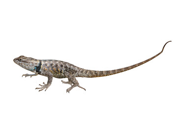 Yellow-backed Spiny Lizard (Sceloporus uniformis) Photo, on a Transparent. Isolated, PNG, Copy Space Background
