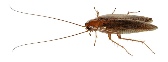 German Cockroach (Blattella germanica), isolated on 
transparent background
