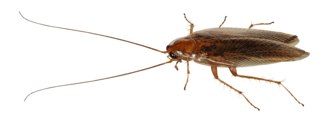 German Cockroach (Blattella germanica), isolated on 
transparent background