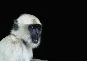 Obraz premium Gray langur or Hanuman langur on the black background. Semnopithecus commonly called the leaf monkey.