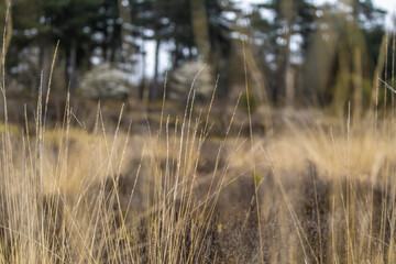 Fototapeta premium grass in the wind