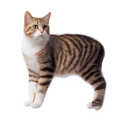 Fototapeta premium cat with shot tail isolated on transparent png.