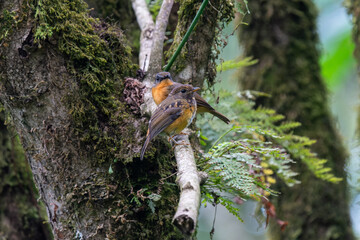 Zwei kleine Vögel im Regenwald am Mt Elgon