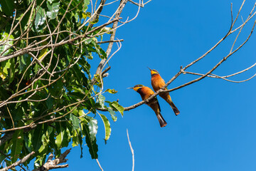 Zwei Bienenfresser, Merops oreobates, auf einem Zweig gegen blauen Himmel