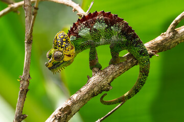 Buntes Helmchamäleon Männchen, trioceros hoehnelii,