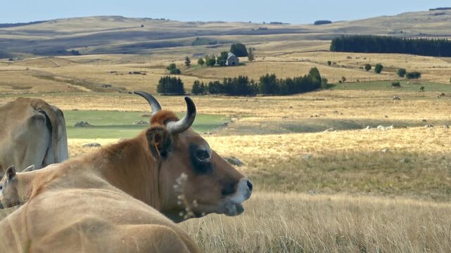 Grazing Cow in the Grass with Beautiful Aubrac Landscape in the Background &ndash; Daytime Footage