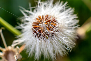 macro view of milky thistle seeds on green background