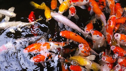 A bustling view of colorful koi fish or Japanese koi carp as they swim together in a pond.