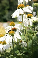daisies and bee, plants in spring