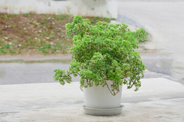 A tree planted in a white pot