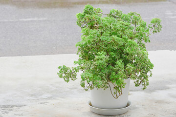 A tree planted in a white pot