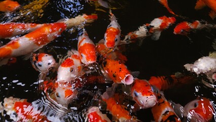 Top view of colorful Koi fishes or Japanese Koi carp swimming in the healthy lake. 