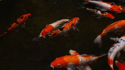 Top view of colorful Koi fishes or Japanese Koi carp swimming in the healthy lake.