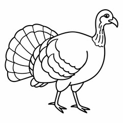 Wild Turkey Vector Illustration - Cartoon, Clipart, Line Art Design