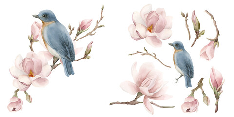 Blue bird on a branch with light pink magnolia flowers. Composition with isolates. Floral watercolor illustration © Leyla