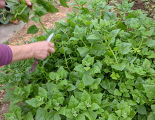 picking organic spinach in a greenhouse