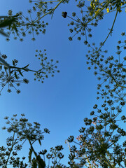 Fototapeta premium A blue sky with a few flowers in the foreground. The flowers are in the shape of a circle