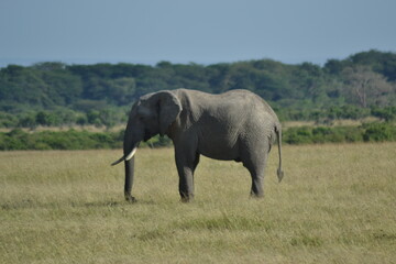 Fototapeta premium safari elephant 