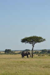 safari elephant  © Heather