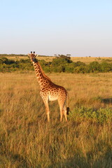 sunrise safari giraffe
