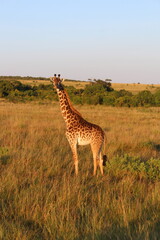 sunrise safari giraffe