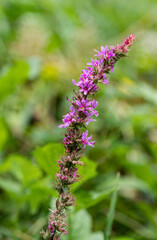Lythrum salicaria . Dzikie rosliny. Polne kwiaty. Nieużytki rolne.