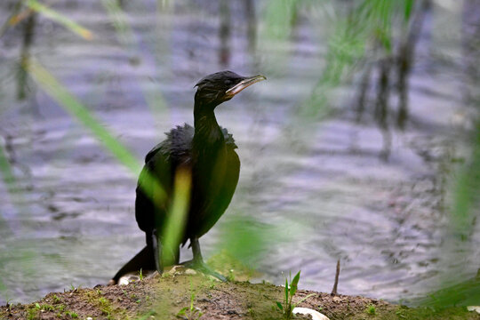 Zwergscharbe // Pygmy cormorant (Microcarbo pygmaeus)