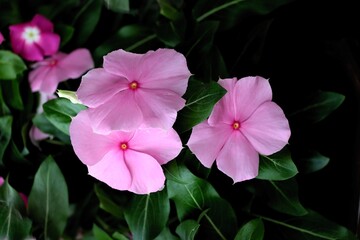 flower of pink Vinca Minor-Periwinkle myrtle plant close up