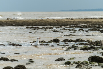 Solitary seagull on sea rocks with waves crashing in serene coastal setting.