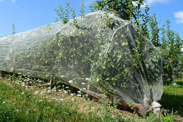 France, Chavanay, Loire. Hail protection for fruit trees.