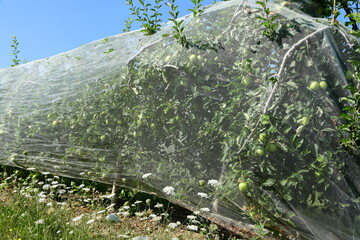 France, Chavanay, Loire. Hail protection for fruit trees.
