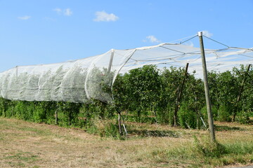 France, Chavanay, Loire. Hail protection for fruit trees.