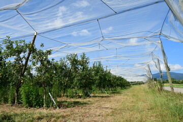 France, Chavanay, Loire. Hail protection for fruit trees.