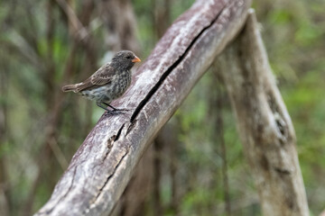 Bird perches on weathered branch, delicate feathers against blurred background