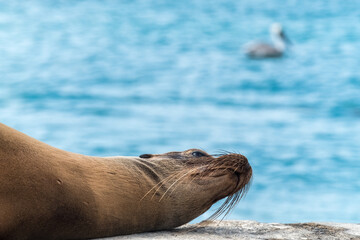 Fototapeta premium Sea lion resting on rocky shore with blurred ocean and distant seabird