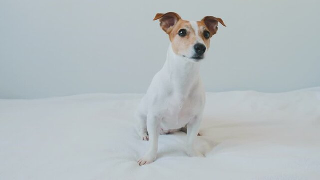 jack russell terrier sitting in the bed, cute little dog