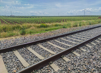 Landscape of large expanses of vineyards