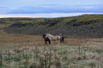 horses in the mountains